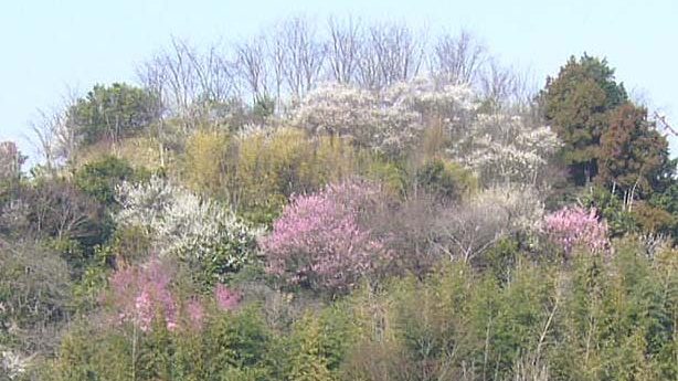 春の花木林2