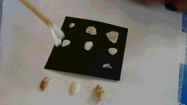 微小貝のミニ標本作り