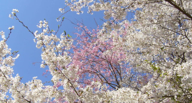 20090407_25