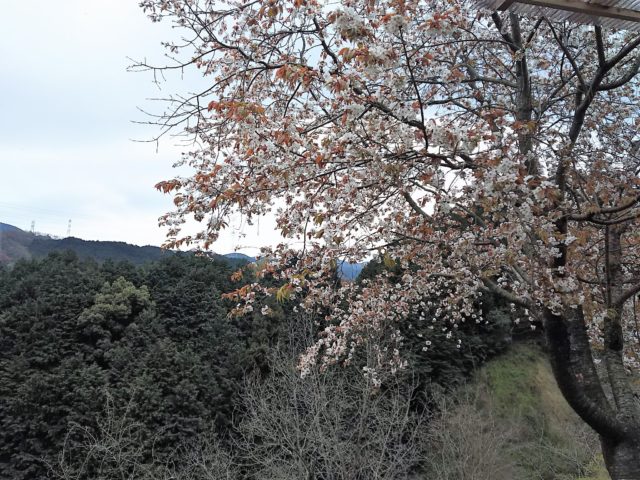 桜190414_24