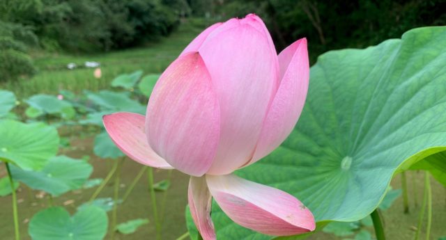レンコンの花