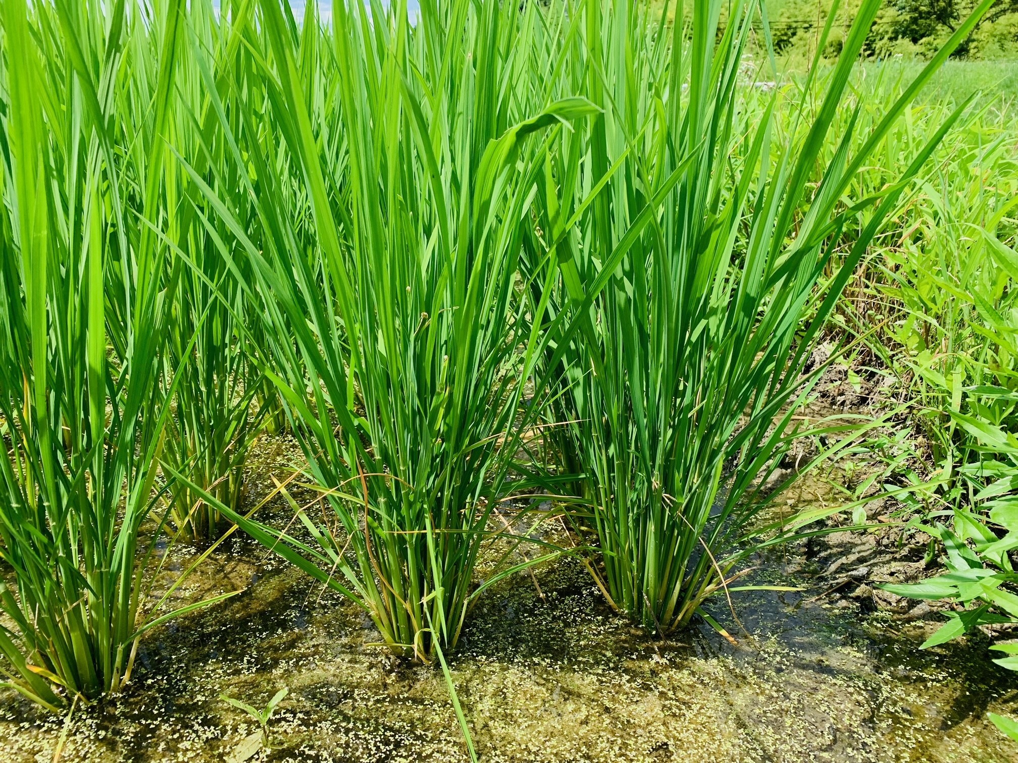稲