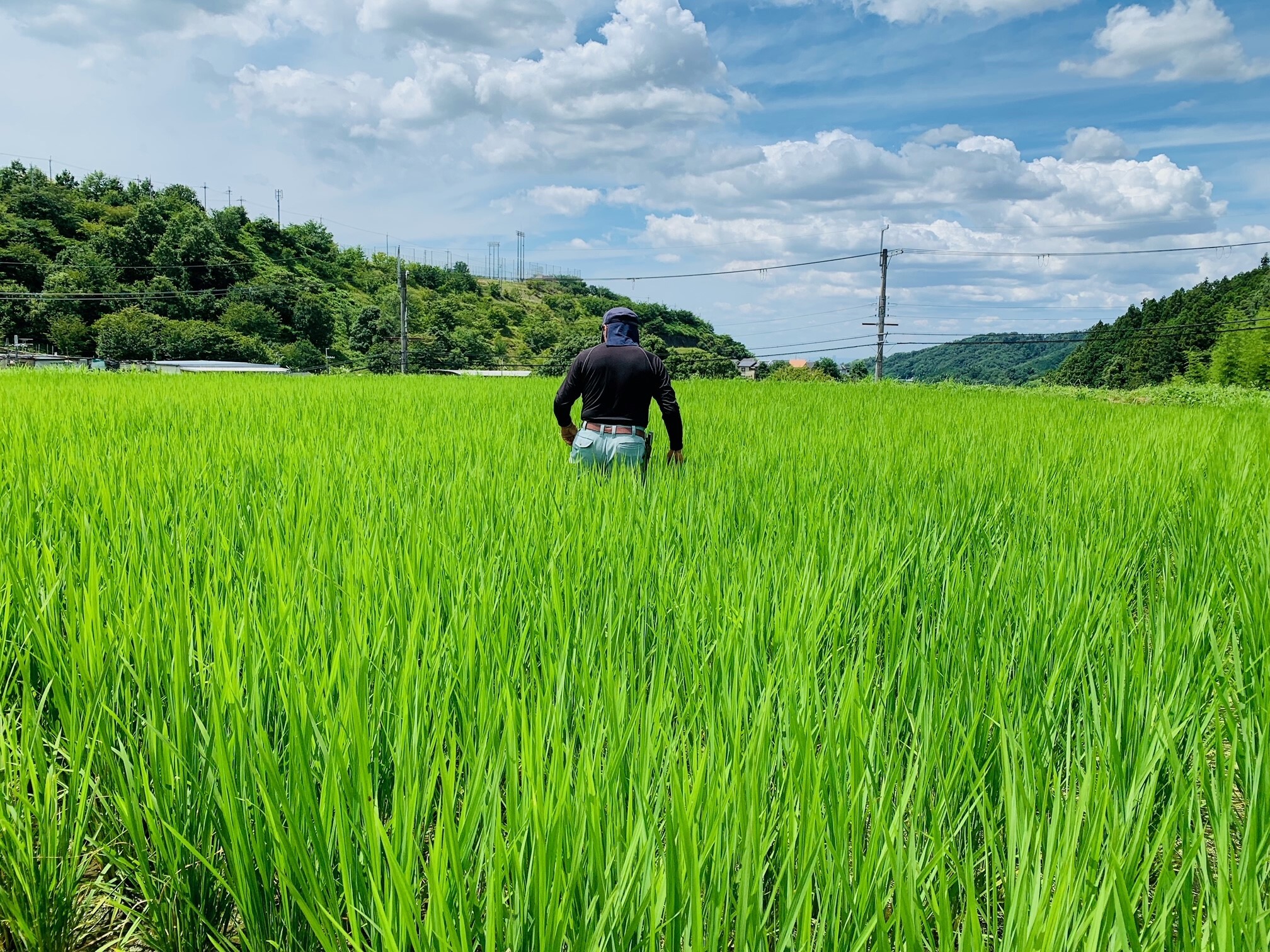 田んぼの様子