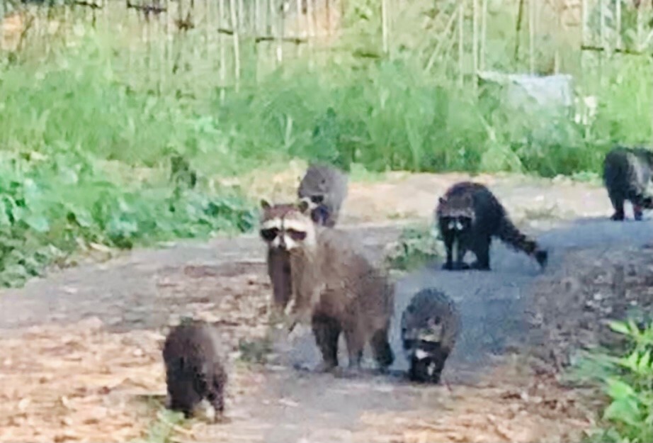 アライグマの親子