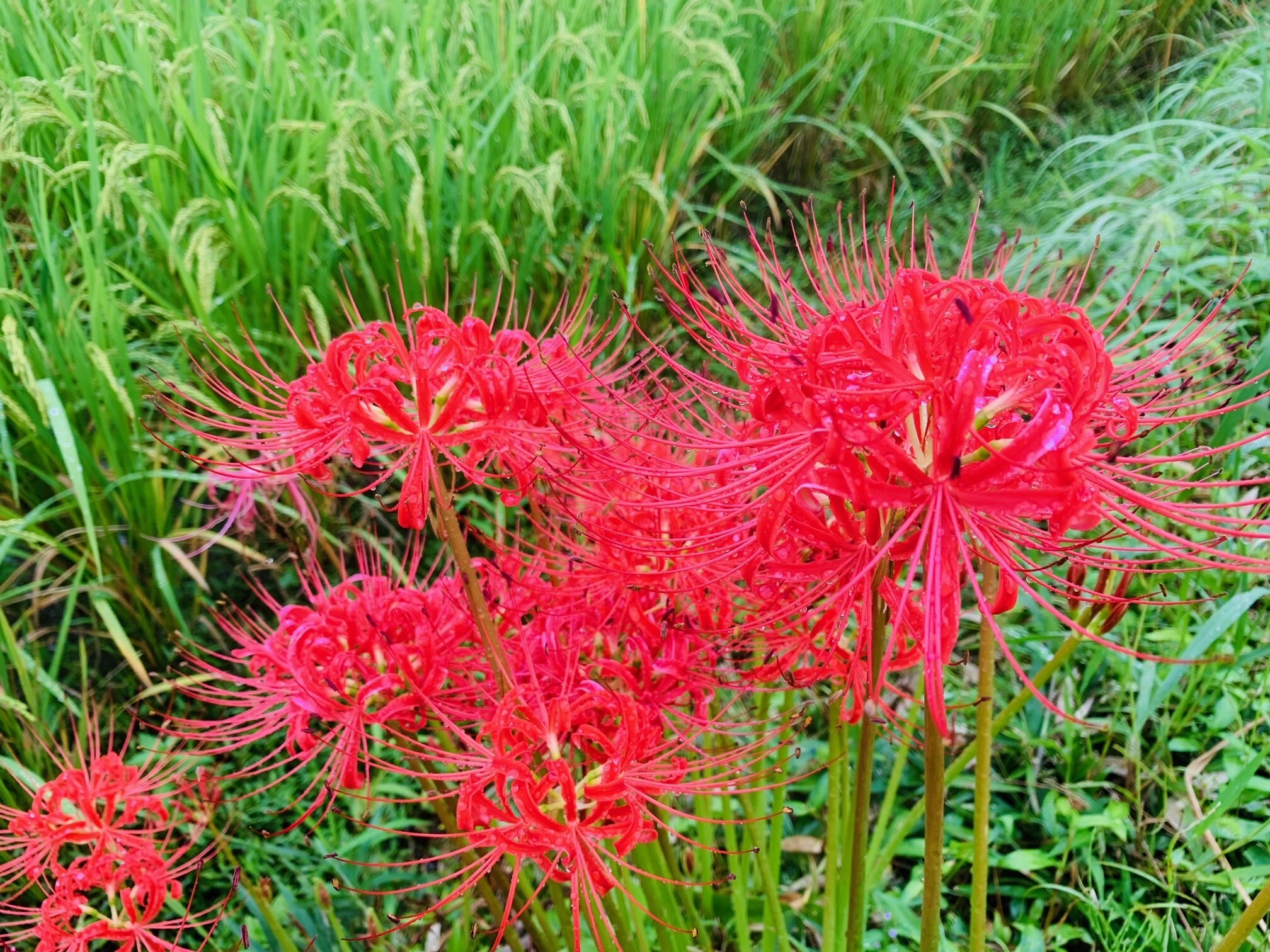 彼岸花
