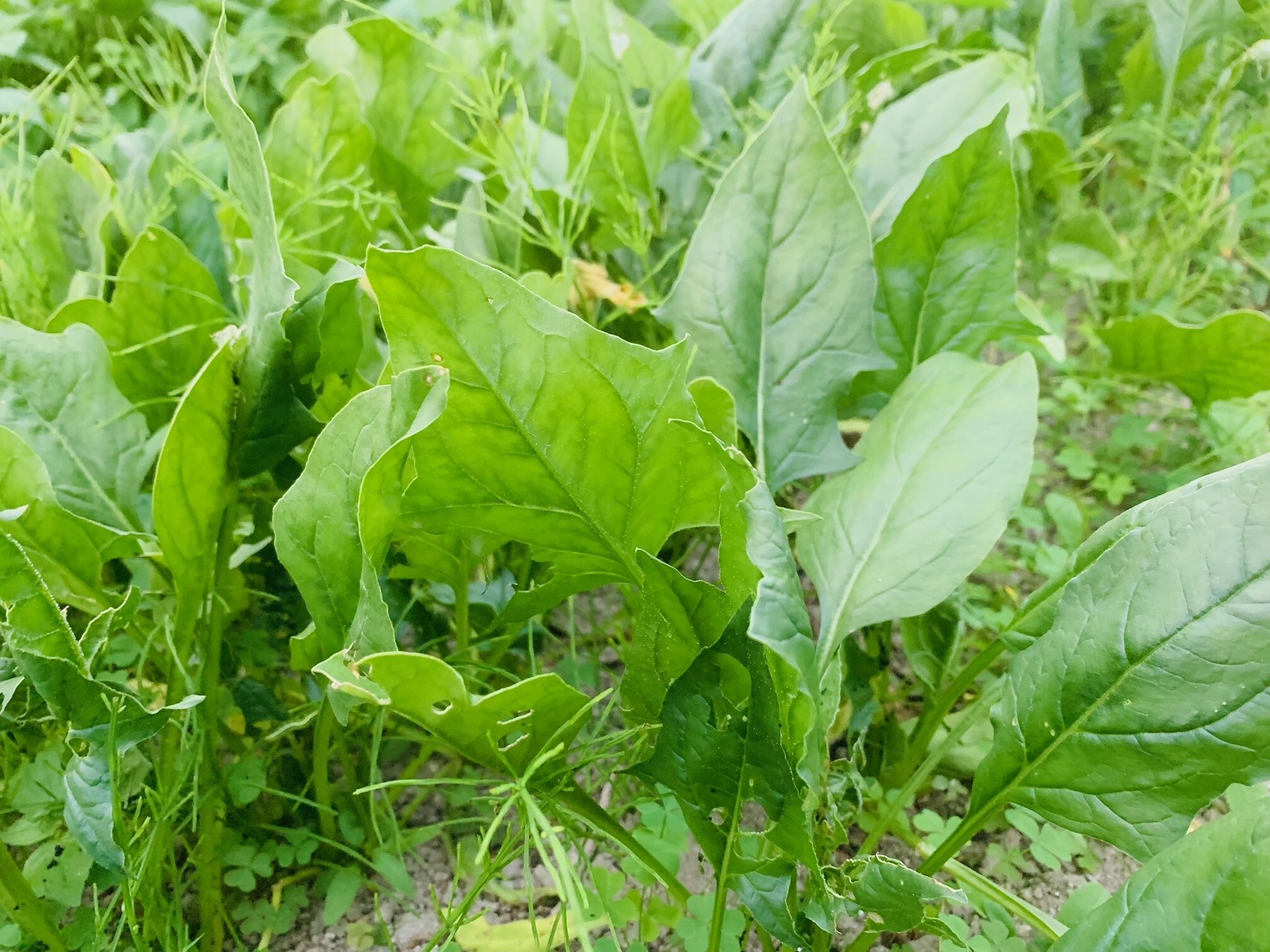 ほうれん草