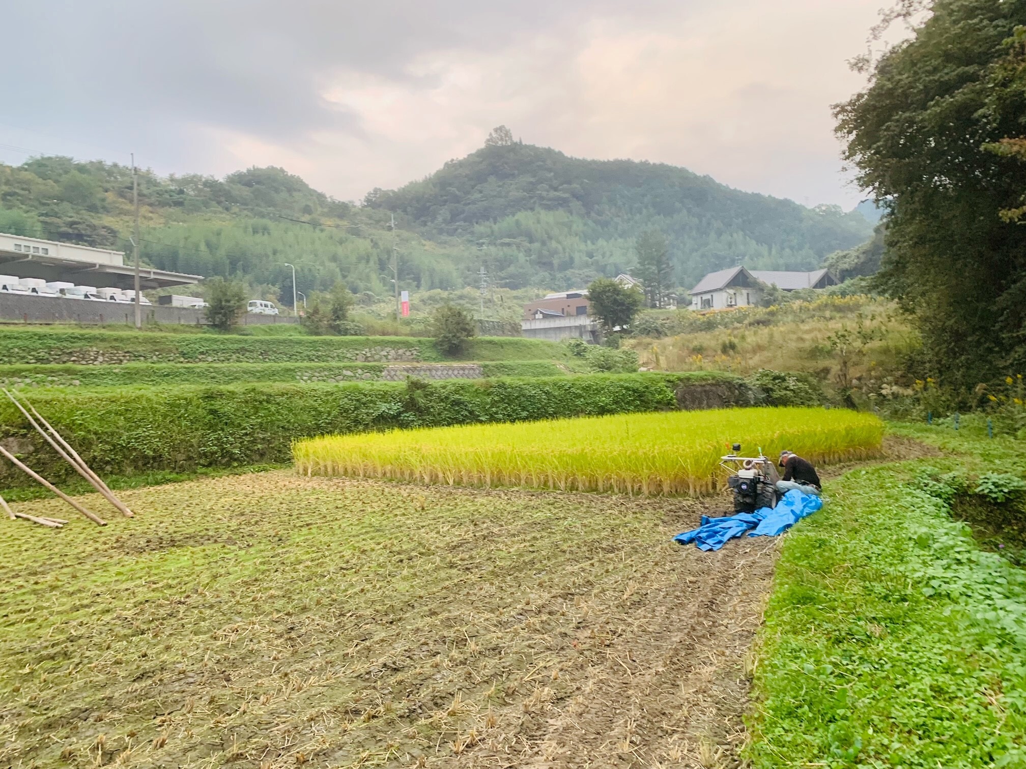 稲刈り