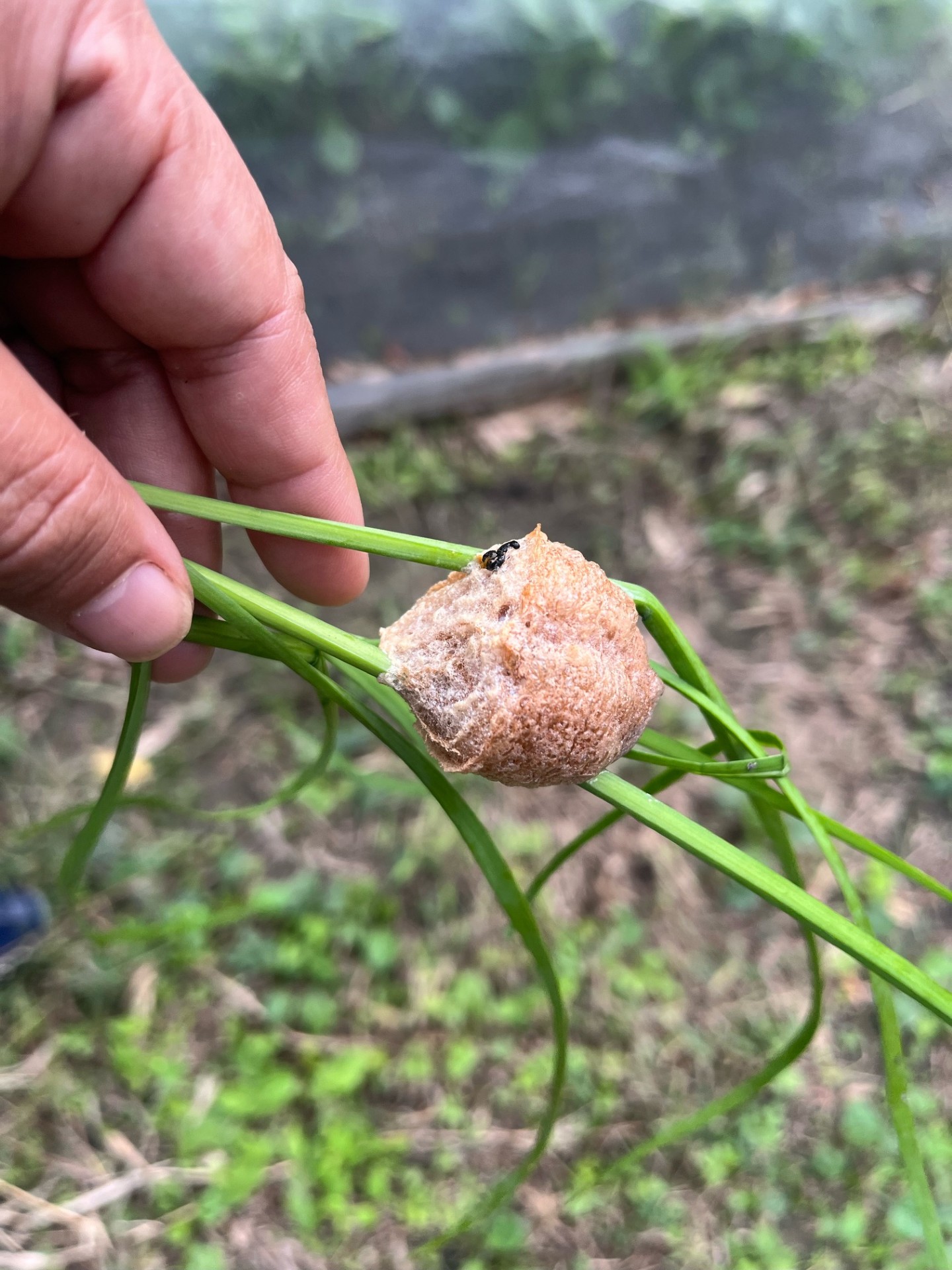 1026カマキリの卵