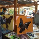 野鳥の羽根展示