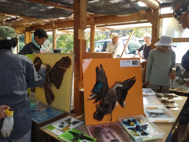 野鳥の羽根展示