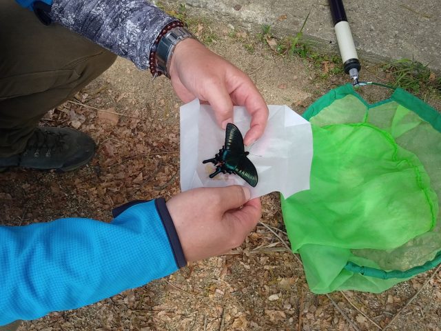 ミヤマカラスアゲハ