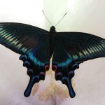 ミヤマカラスアゲハ