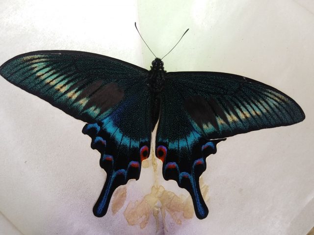 ミヤマカラスアゲハ