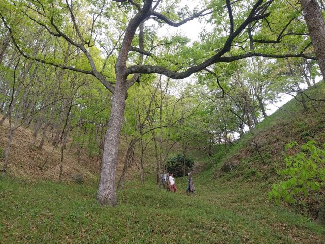 雑木林をあるく