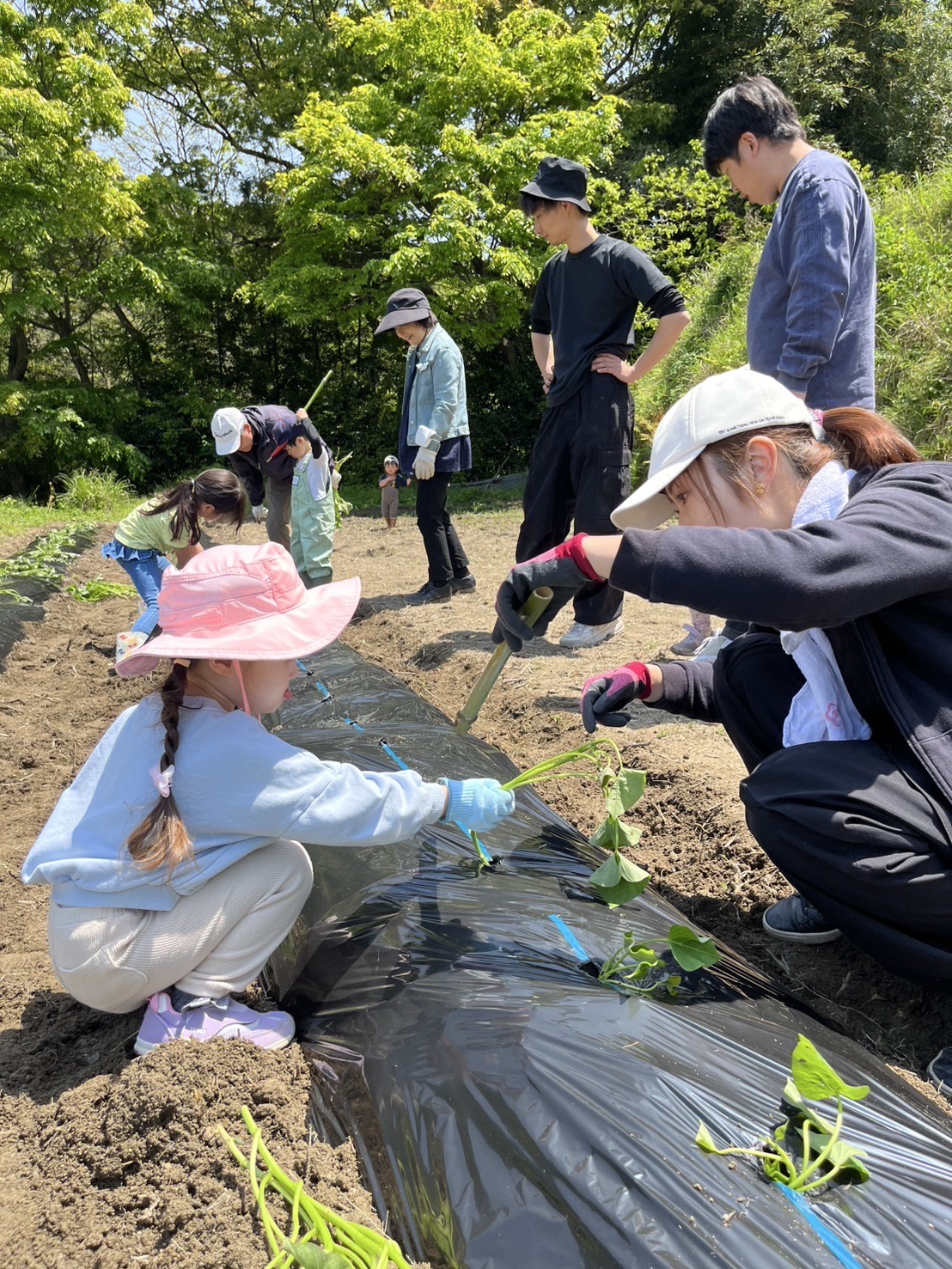 さつま芋の定植