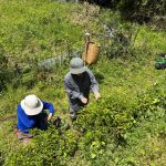 お茶摘み