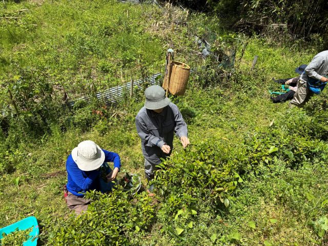 お茶摘み