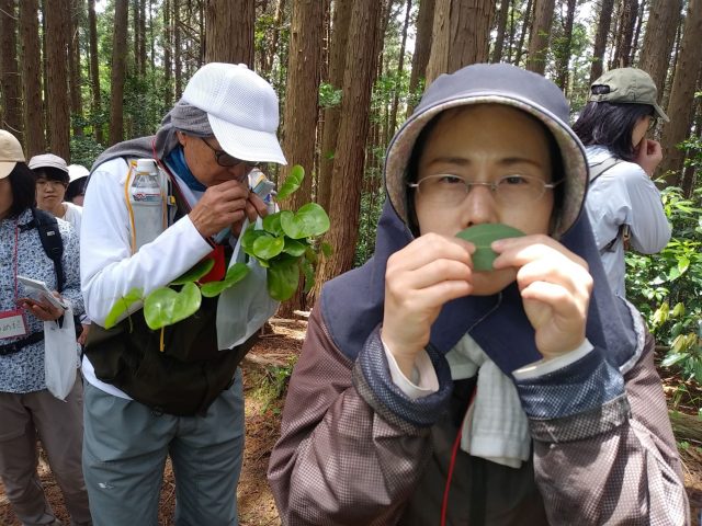 木の葉のにおいは？