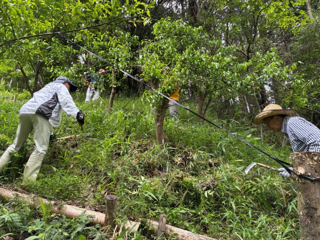 梅まわりの草刈り