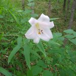 美しく開花したササユリ