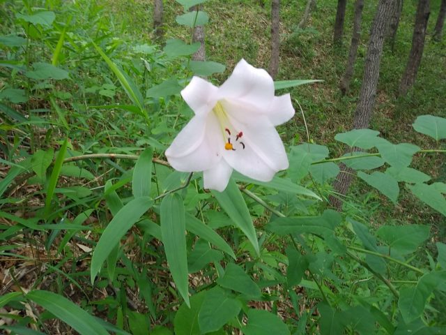 美しく開花したササユリ