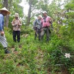 ササユリを前に葉を確認