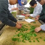 摘んだ茶葉を選別中