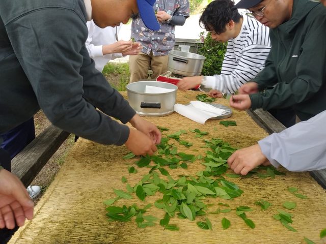 摘んだ茶葉を選別中