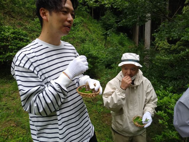 お茶の生葉を試食