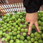 IMG_0294_0軽容量