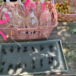IMG_0465_0軽容量