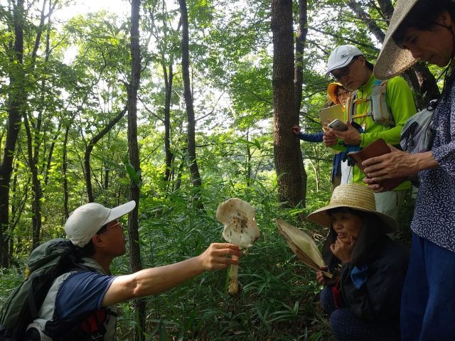 特大キノコを発見