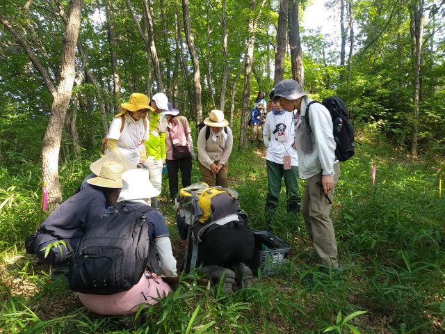雑木林でキノコさがし