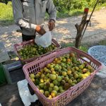 IMG_0464_0軽容量