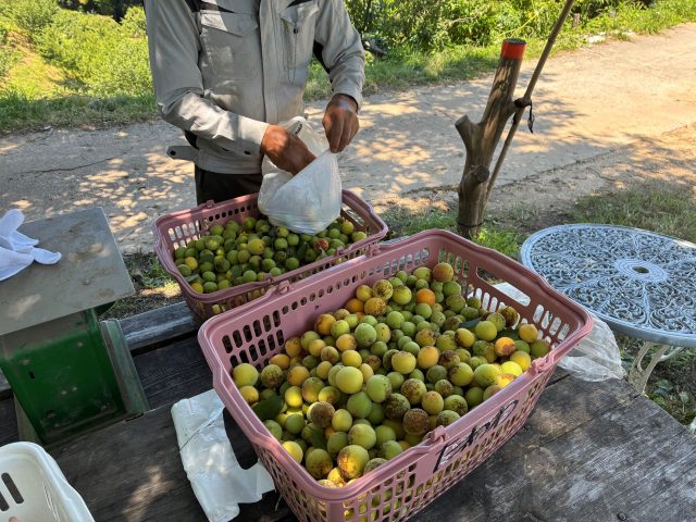 IMG_0464_0軽容量