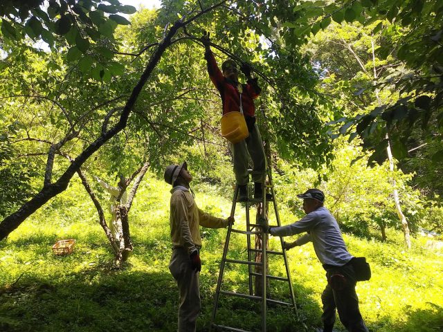 脚立を使って梅収穫