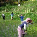 田草取り