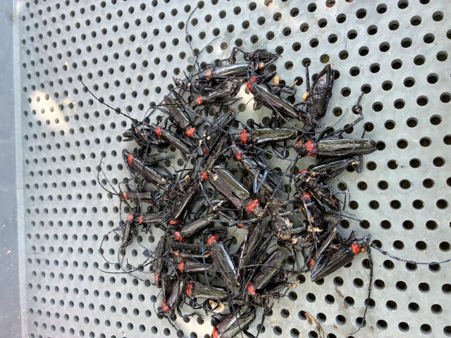 採れたクビアカツヤカミキリ