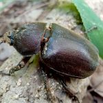 シガラ育ちのカブトムシ