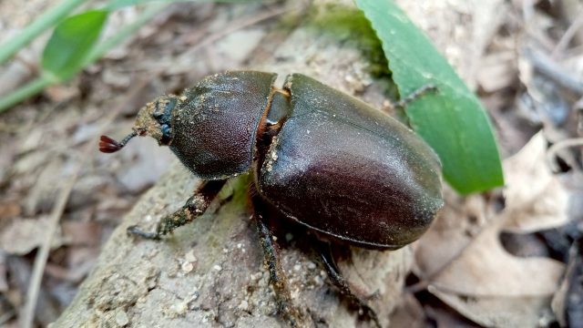 シガラ育ちのカブトムシ
