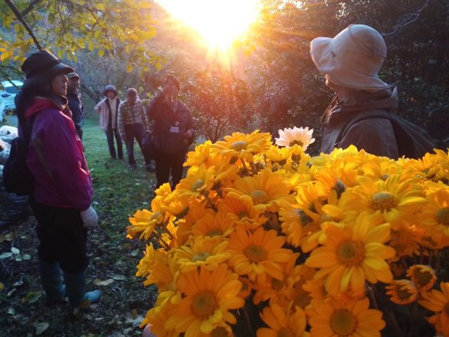夕陽と菊花