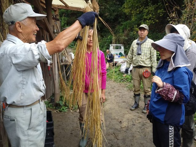 稲の生育状況の比較