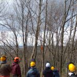 伐倒木にロープをかける