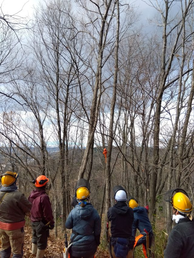 伐倒木にロープをかける