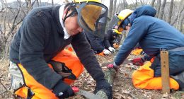 枝をノコギリでさばく