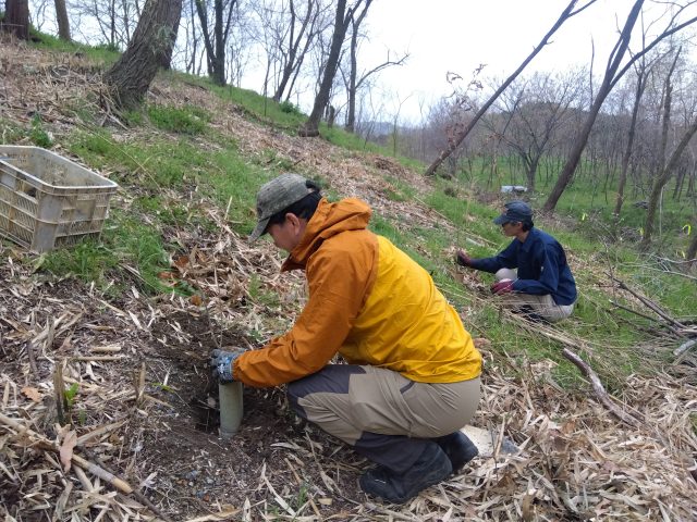 クヌギ苗を植えました。