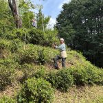 茶畑の草刈り