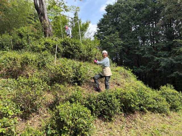 茶畑の草刈り