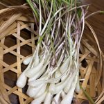 おいしいノビルも収穫