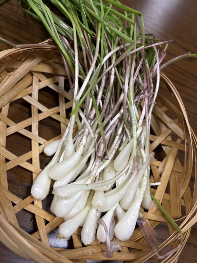 おいしいノビルも収穫